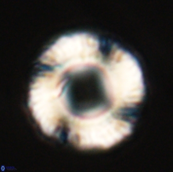 Tonromeinia fatmae 25780
