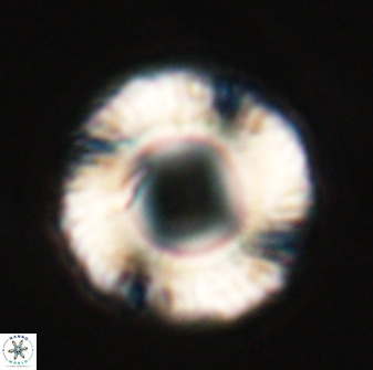 Tonromeinia fatmae 25780