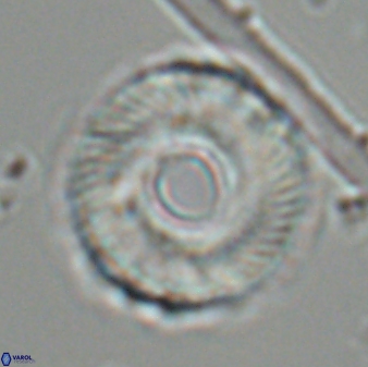Tonromeinia fatmae 25781