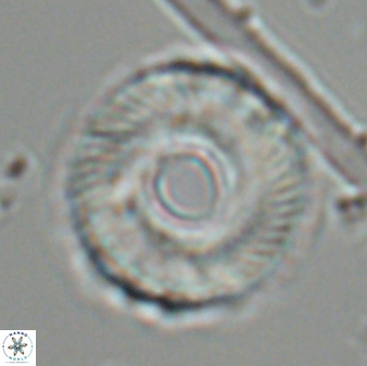 Tonromeinia fatmae 25781