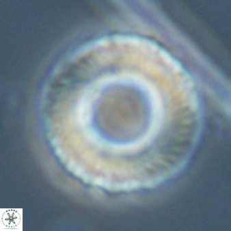 Tonromeinia fatmae 25782