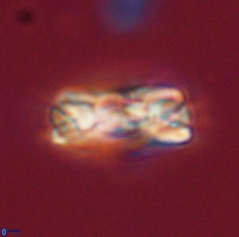 Tonromeinia fatmae 52735