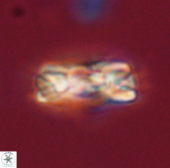 Tonromeinia fatmae 52735