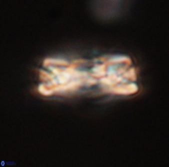 Tonromeinia fatmae 52736