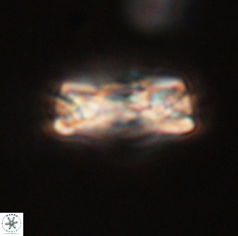 Tonromeinia fatmae 52736