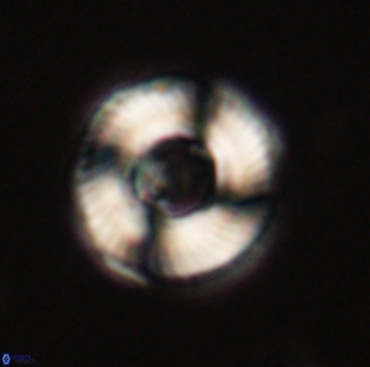 Tonromeinia fatmae 52737