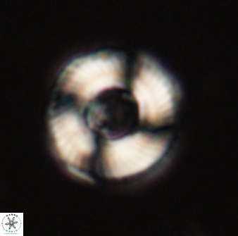 Tonromeinia fatmae 52737