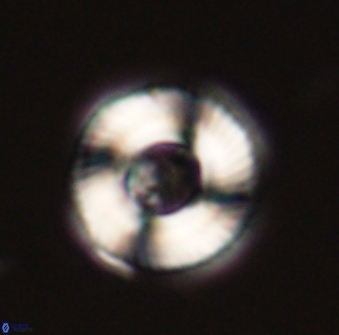 Tonromeinia fatmae 52740