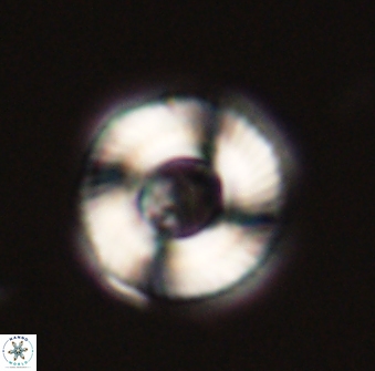 Tonromeinia fatmae 52740