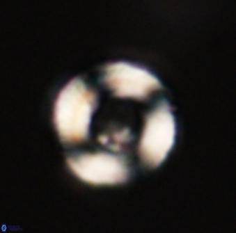 Tonromeinia fatmae 52741