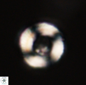 Tonromeinia fatmae 52741