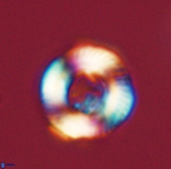 Tonromeinia fatmae 52742