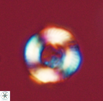 Tonromeinia fatmae 52742
