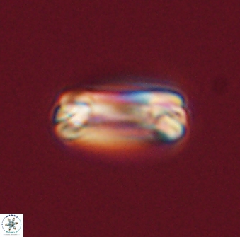 Tonromeinia fatmae 57104