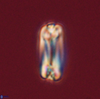 Tonromeinia fatmae 57105