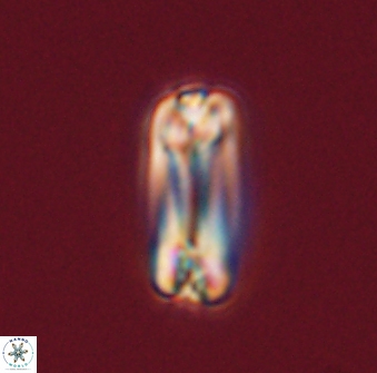 Tonromeinia fatmae 57105