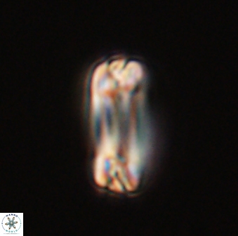 Tonromeinia fatmae 57106