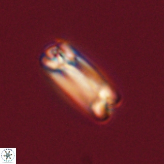 Tonromeinia fatmae 57109