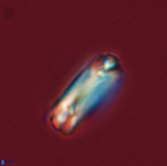 Tonromeinia fatmae 57110
