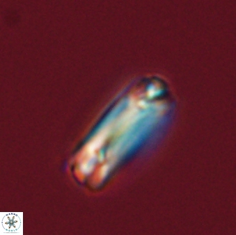 Tonromeinia fatmae 57110