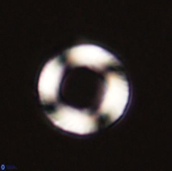 Tonromeinia fatmae 57113
