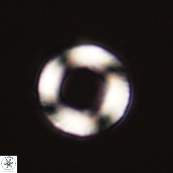 Tonromeinia fatmae 57113