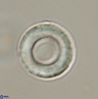 Tonromeinia fatmae 57114