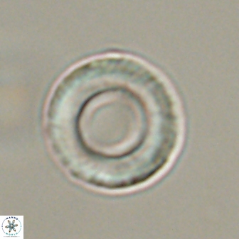 Tonromeinia fatmae 57114