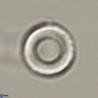 Tonromeinia fatmae 57115