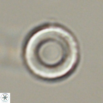Tonromeinia fatmae 57115