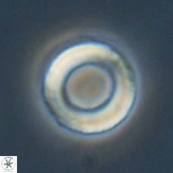 Tonromeinia fatmae 57116