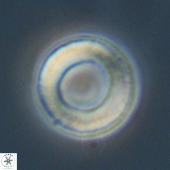 Tonromeinia fatmae 57117