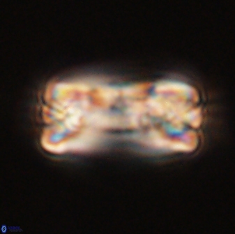 Tonromeinia fatmae 58543