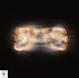 Tonromeinia fatmae 58543