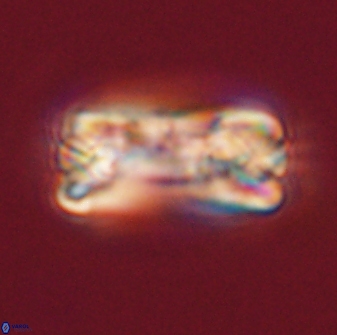 Tonromeinia fatmae 58544