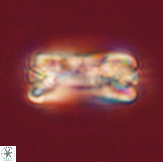 Tonromeinia fatmae 58544