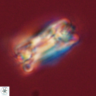 Tonromeinia fatmae 58545