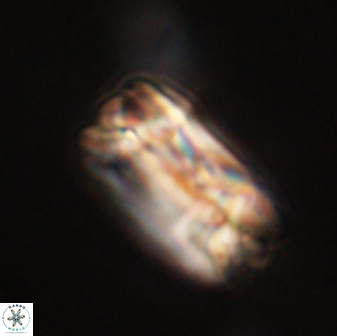 Tonromeinia fatmae 58547