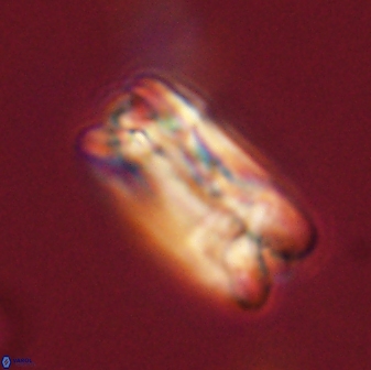 Tonromeinia fatmae 58548