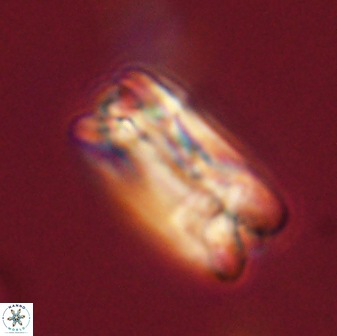 Tonromeinia fatmae 58548