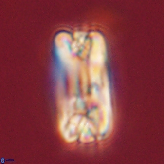 Tonromeinia fatmae 58549