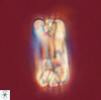 Tonromeinia fatmae 58549