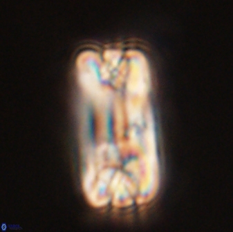 Tonromeinia fatmae 58550