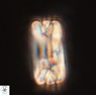 Tonromeinia fatmae 58550