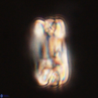 Tonromeinia fatmae 58551