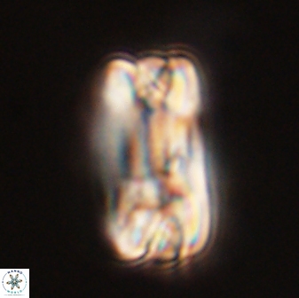 Tonromeinia fatmae 58551