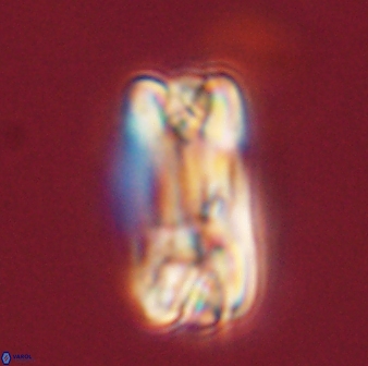 Tonromeinia fatmae 58552