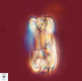 Tonromeinia fatmae 58552