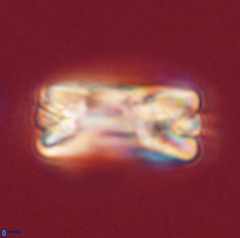 Tonromeinia fatmae 58553