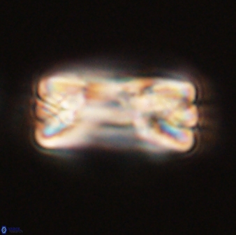 Tonromeinia fatmae 58554